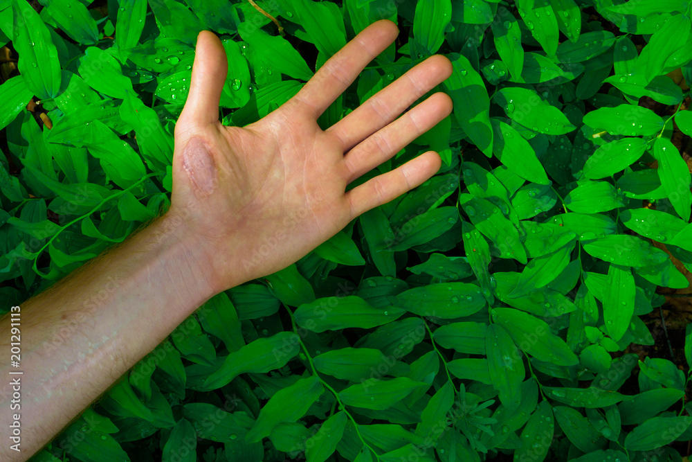 fresh green leaves pattern with hand showing different signs in the foreground