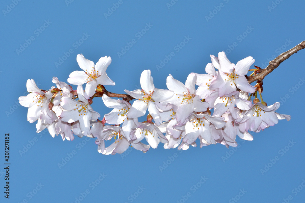 千年桜（エドヒガン）/寿命が長く千年を超える銘木が見られる。天然記念物に指定された久保桜の血筋を継ぐ。