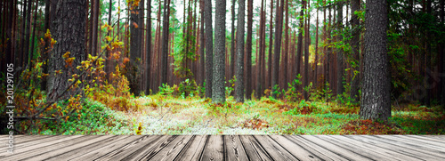 Wild forest panorama