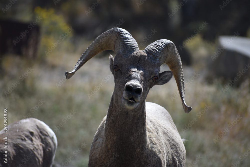Big Horn Sheep, wildlife, mammals, Yellowstone, Grand Teton, National Park, America, USA, nature Big Horn Sheep, wildlife, mammals, Yellowstone, Grand Teton, National Park, America, USA, nature