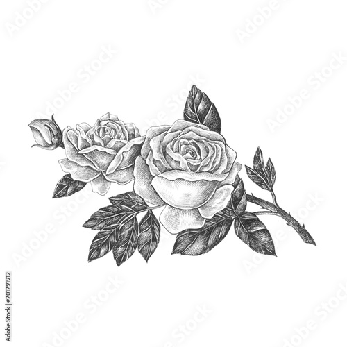 Hand drawn blooming rose isolated photo