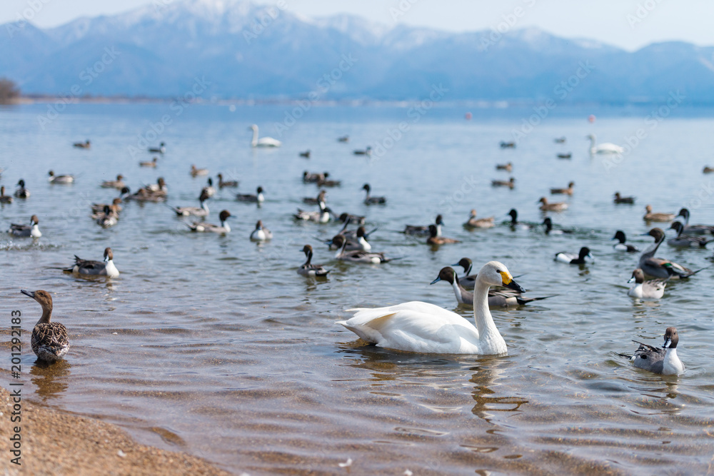 Group of whooper swans (Cygnus) on blue lagoon