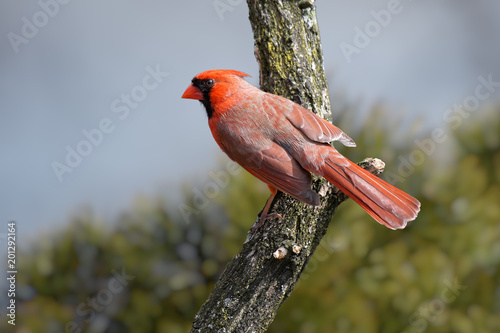 Bright red Cardinalis cardinalis, Northern Cardinal male sitting on a dry branch