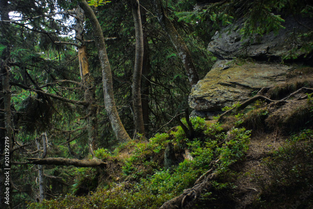 interesting green moody spruce forest landscape interesting green moody spruce forest landscape