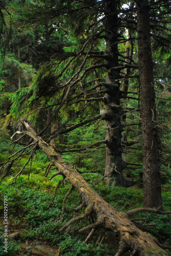 interesting green moody spruce forest landscape interesting green moody spruce forest landscape