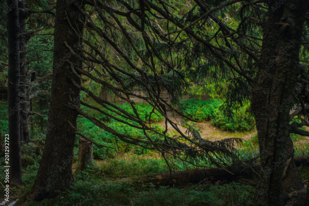 Fototapeta premium interesting green moody spruce forest landscape