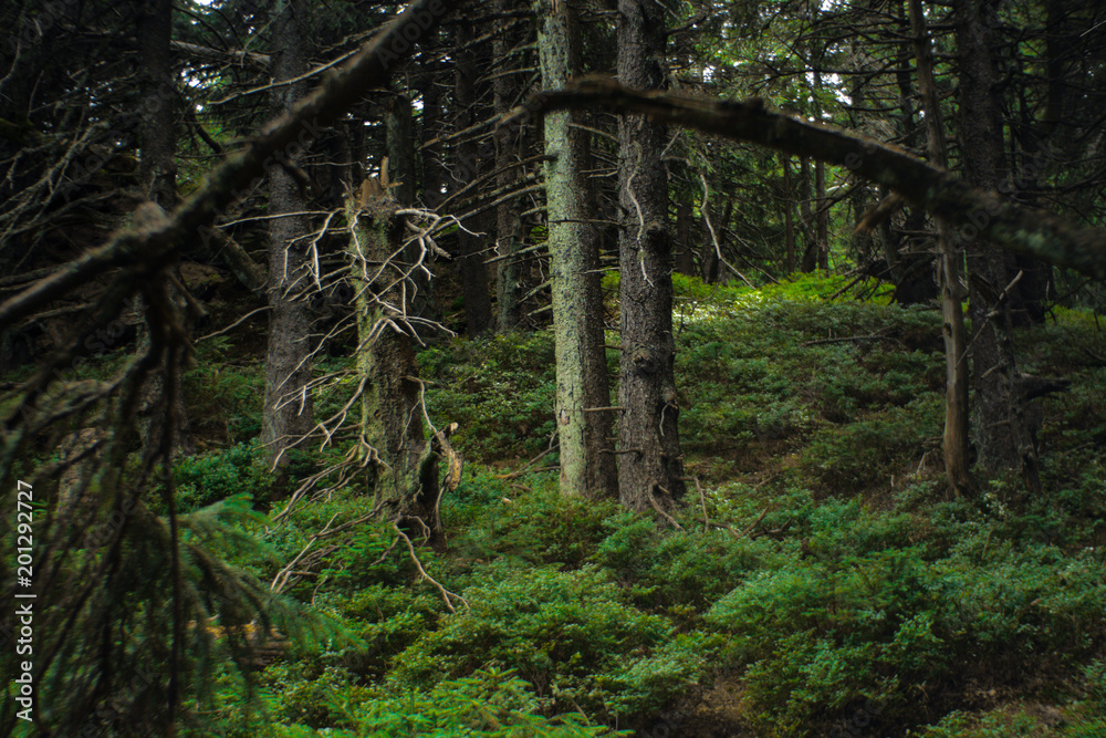 interesting green moody spruce forest landscape interesting green moody spruce forest landscape