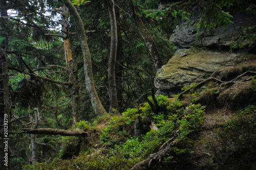interesting green moody spruce forest landscape © listercz
