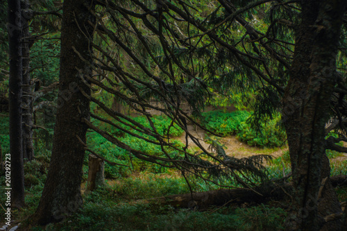 interesting green moody spruce forest landscape