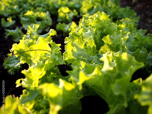 Lettuce in a vegetable farm
