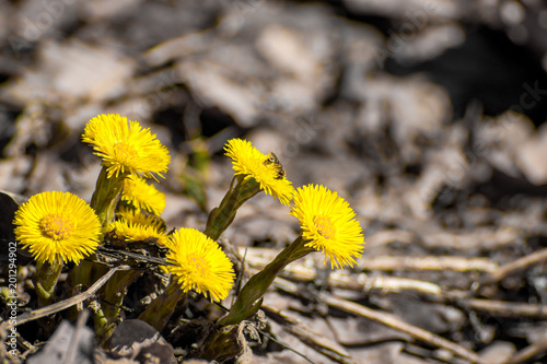 Tussilago farfara, commonly known as coltsfoot in April in the spring