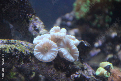 White Coral