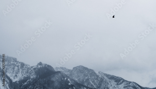 bird flying over alpine mountain landscape in winter