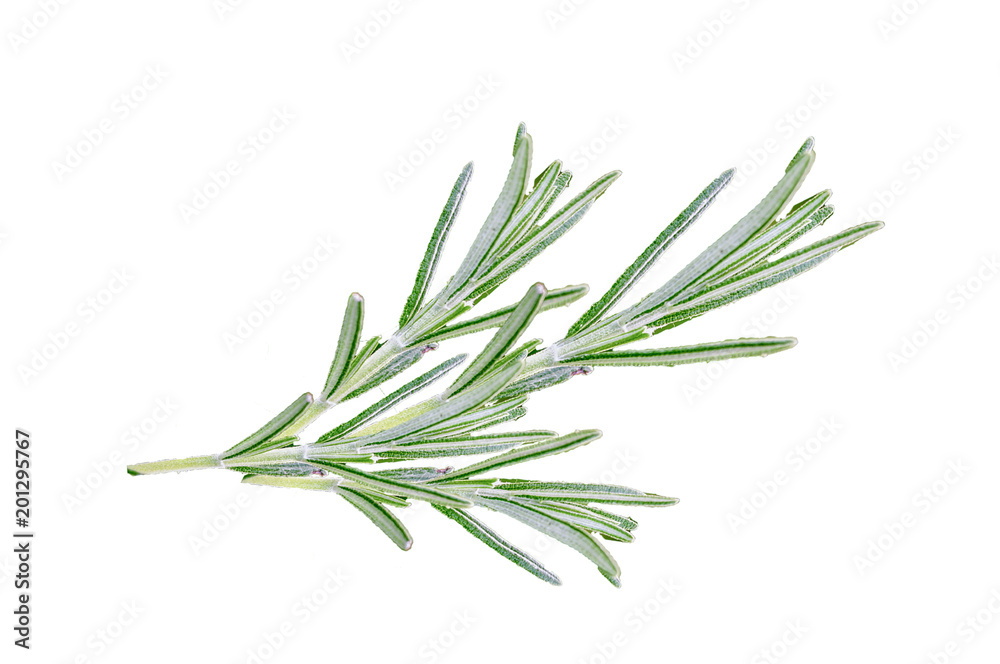 Traditionally, sprigs of rosemary are worn on Anzac Day
