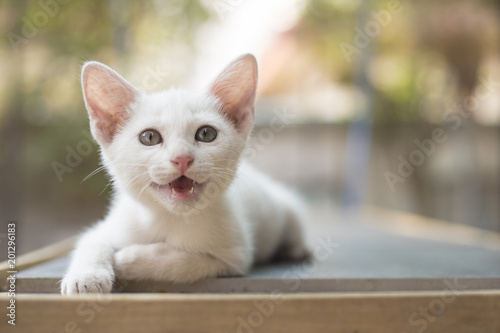 Canvas Print Close up portrait of cat kitten.