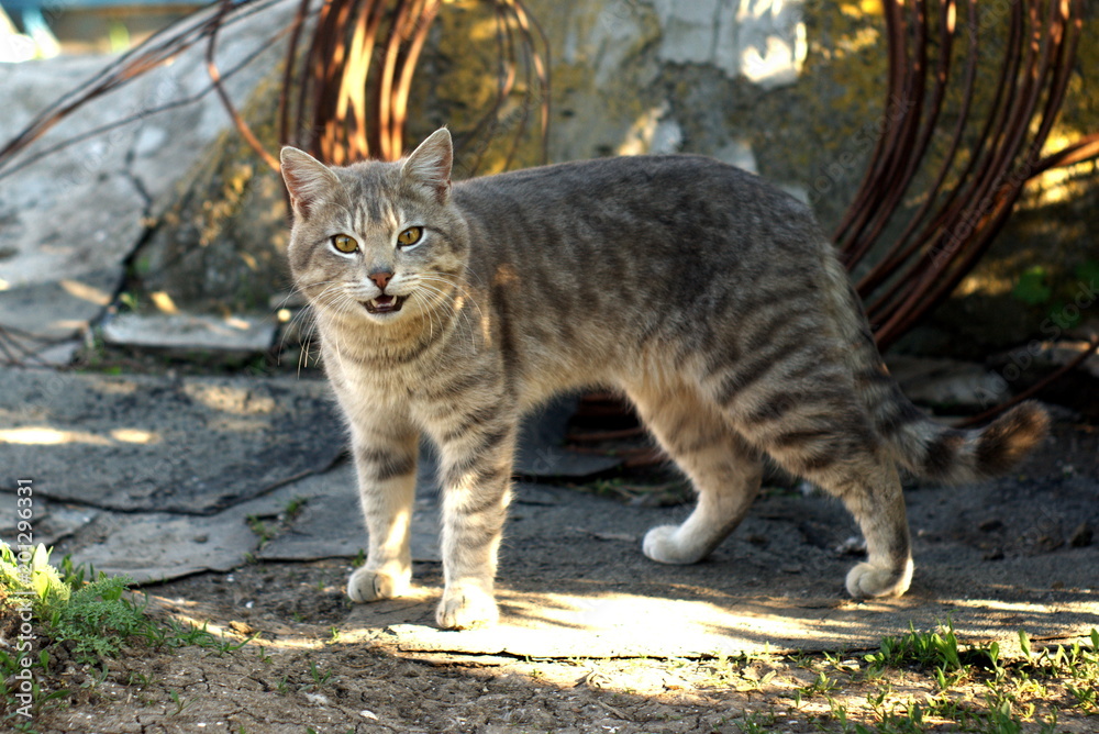 Obraz premium Village cat