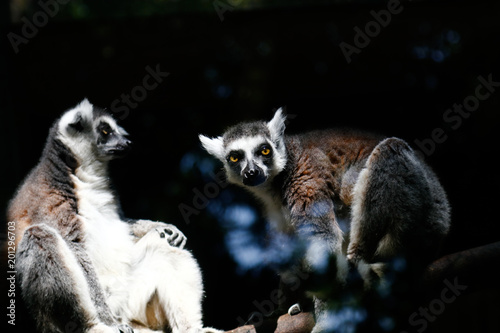  In the zoo bred Lemur catta