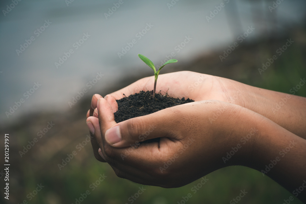 Hand for Planting trees back to the forest, Creating awareness for love wild, Wild plant concept. Hand for Planting trees back to the forest, Creating awareness for love wild, Wild plant concept.