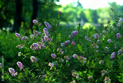 Fototapeta Naklejka Na Ścianę i Meble -  Bush flower in a park