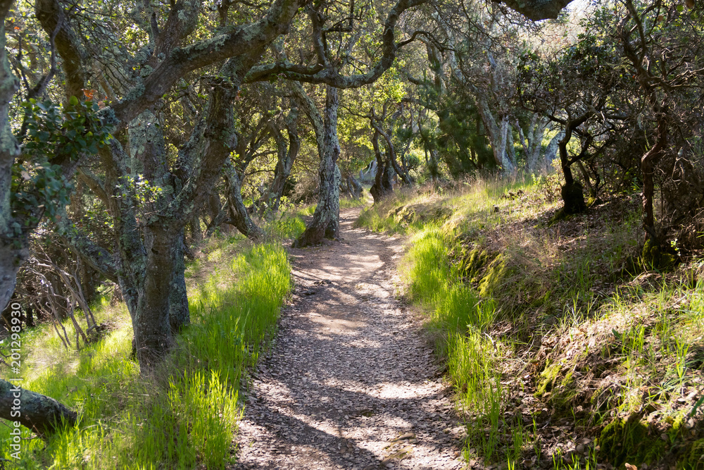 Forested hiking trail on Angel Island in the San Francisco bay in spring Forested hiking trail on Angel Island in the San Francisco bay in spring