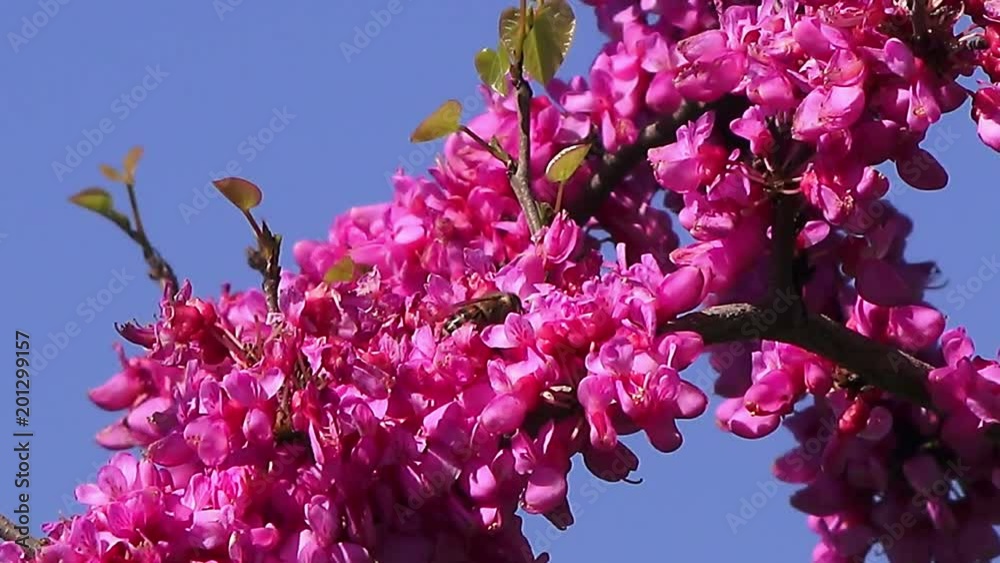 Springtime.Eastern redbud tree branch, macro, 4K video