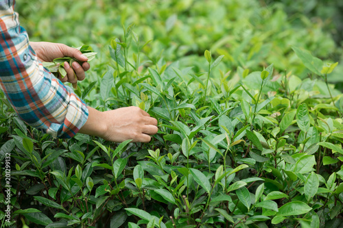 Hands picking tea leaves in spring