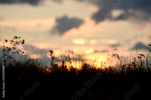 sunset.silhouettes of plants