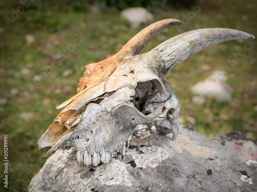 Skull of a sheep with horns lying on a rock