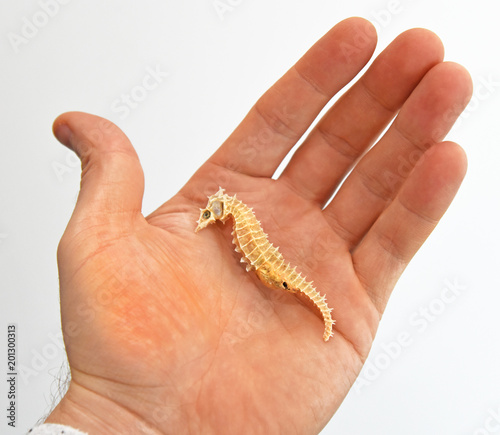 Seahorse held in hand