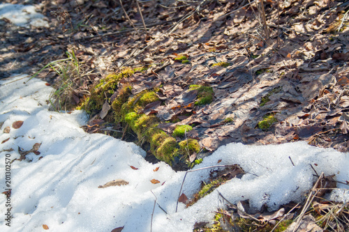 Melting snow with green moss
