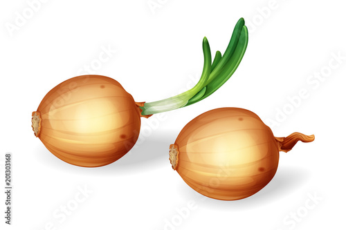 Vector onion bulb with green sprout set. Realistic yellow unpeeled whole onions, fresh natural organic food. Illustration with 3d healthy eating, coocking ingredient. Grocery products design element.