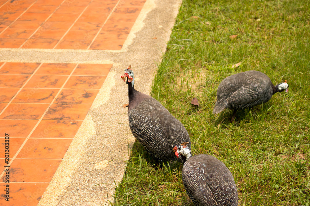 Obraz premium Helmeted guineafowl finding food on the grass.