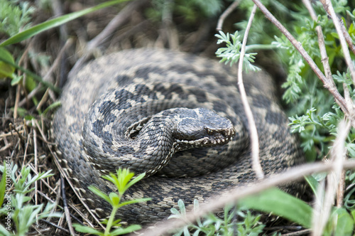 Vipera ursinii or meadow viper