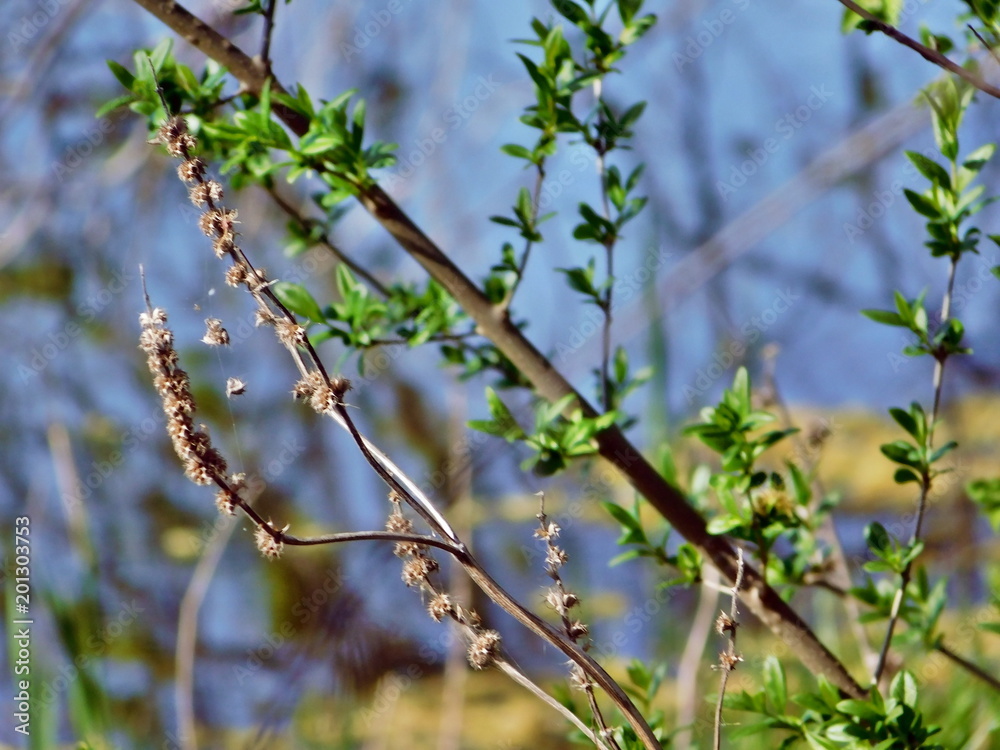 the unusual interweaving of the branches of the catkins of the walnut in the Crimea the unusual interweaving of the branches of the catkins of the walnut in the Crimea