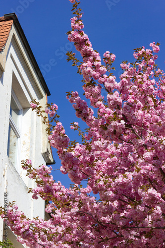 colorful blossom of parktrees on springtime blue sky photo