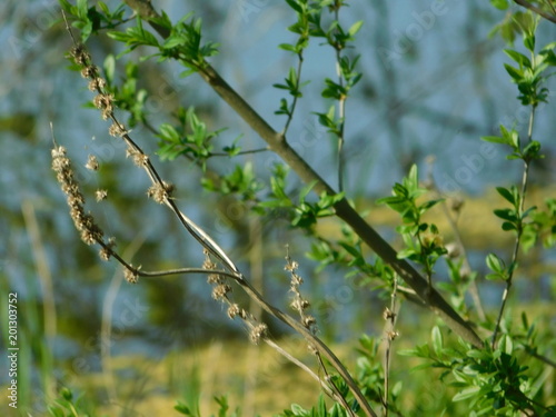 the unusual interweaving of the branches of the catkins of the walnut in the Crimea