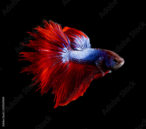 side view full body of red fin siamese betta fish on black background