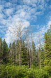 Blue cloudy sky above a woodland near Canmore Alberta