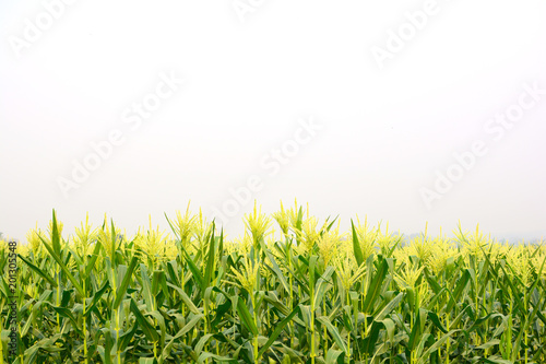Young plant of corn in the field isolated on white sky.