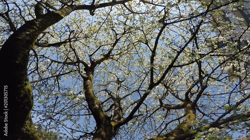  cherry blossom in spring with camera drive photo