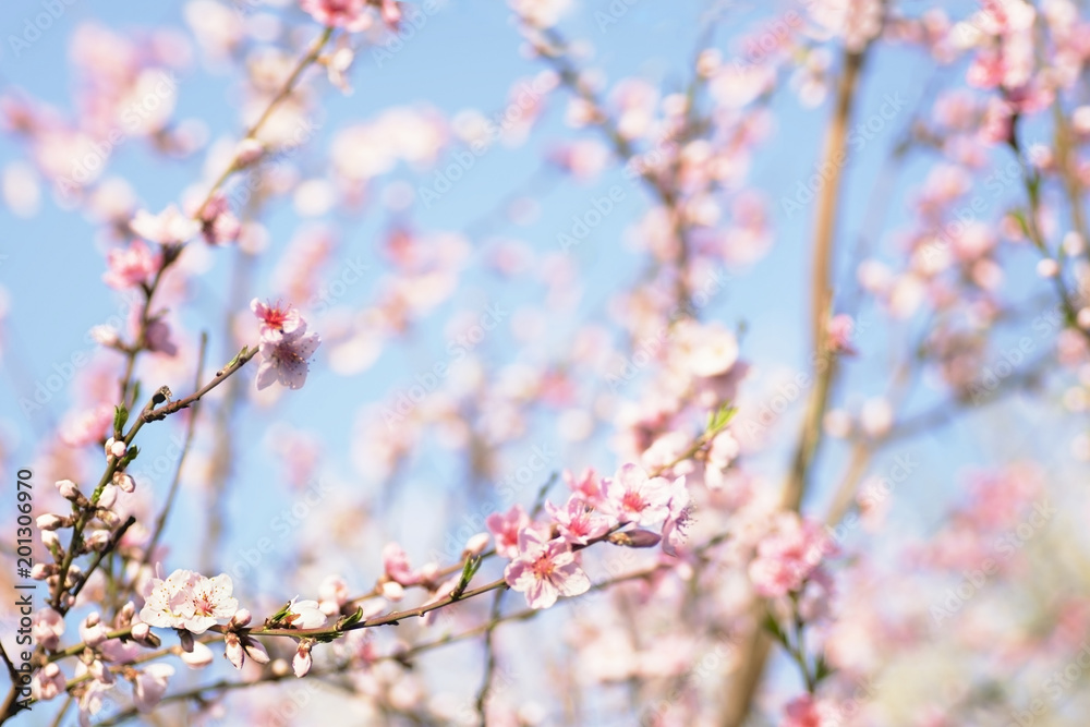 natural background spring peach tree natural background spring peach tree