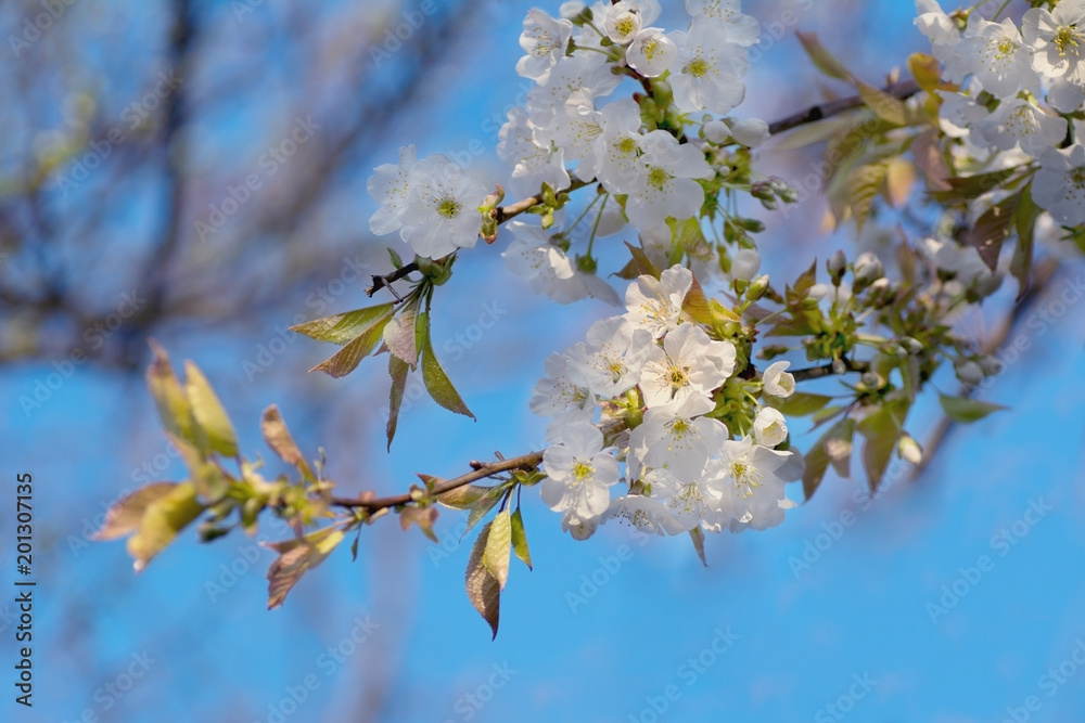 natural background spring flowering of fruit trees of a sweet cherry