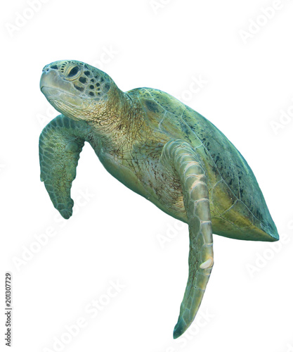 Green Turtle isolated on white background 