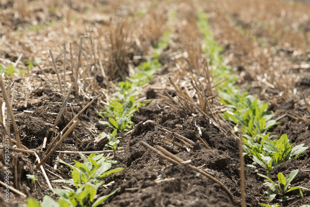 Fototapeta premium Young camelina crop with shallow depth of field on a farm in Saskatchewan, showing the practice of seeding into last years stubble