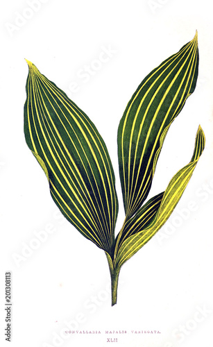 Illustration of plant