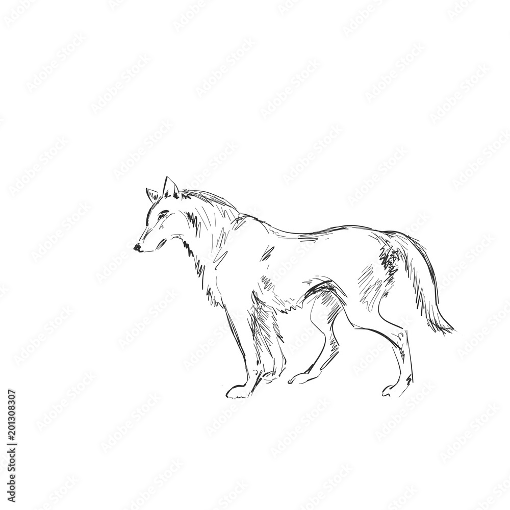 Wolf painted on white. Wild predator of dog breeds. 
