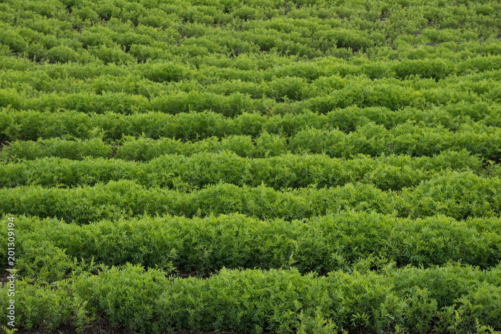 Green abstract image of a rows of lentils in a farmer's field