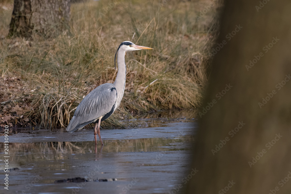 Fototapeta premium Gray heron hunting for fish in a lake