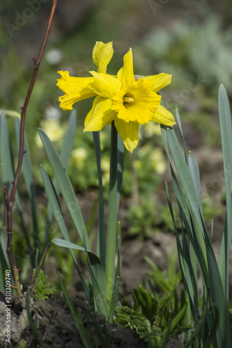 Fototapeta Naklejka Na Ścianę i Meble -  Yellow narcissus flower.
