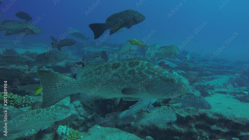 Yellow Leopard grouper (Mycteroperca rosacea), in a school, reefs of the Sea of Cortez, Pacific ocean. Cabo Pulmo National Park, Baja California Sur, Mexico. The world's aquarium. Yellow Leopard grouper (Mycteroperca rosacea), in a school, reefs of the Sea of Cortez, Pacific ocean. Cabo Pulmo National Park, Baja California Sur, Mexico. The world's aquarium.